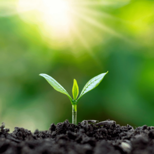 a seedling emerging from the soil with the sunshine shining in the background.